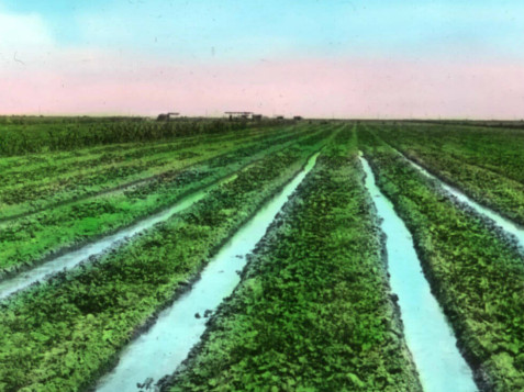 图片：大约在1919年，加利福尼亚帝国谷的作物正在灌溉。
